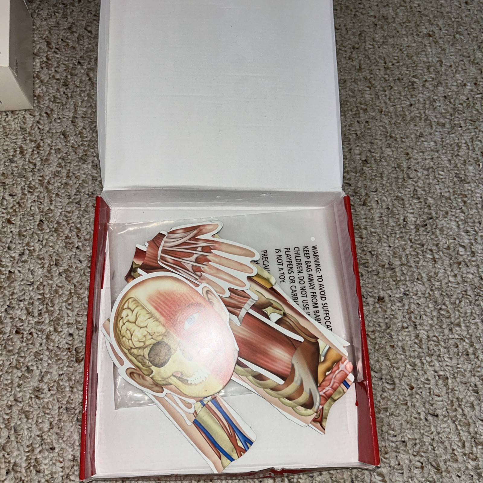 Learning Resources Double-sided Magnetic Human Body ,