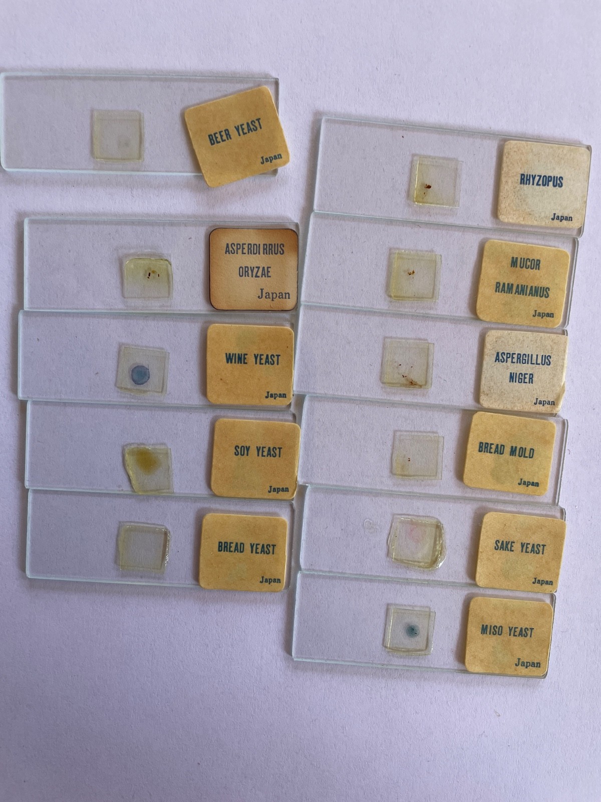 Slides Vintage Carolina Biological Supply Co Prepared Microscope Yeast Japan