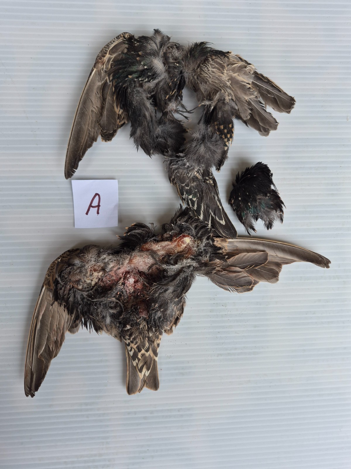 European Starling fly tying material ,crafts . Great for wet flies and nymphs