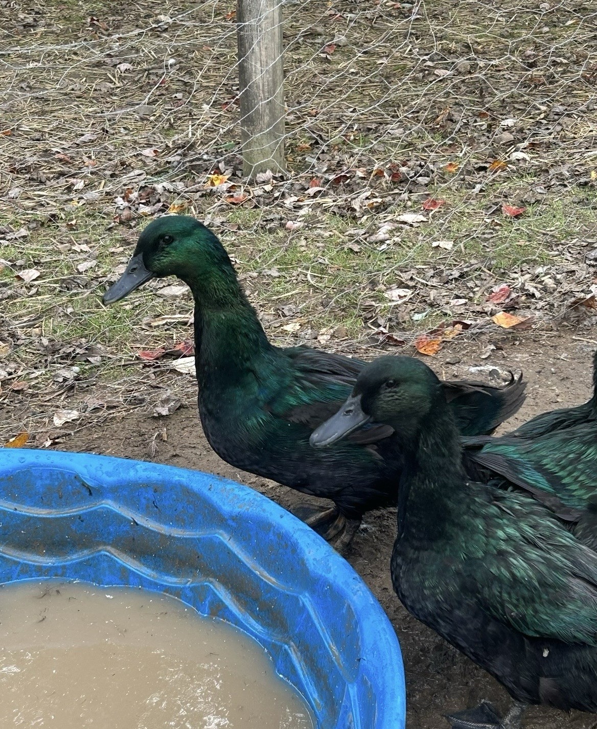 Fertile Cayuga Duck Hatching Eggs 12+ Pack