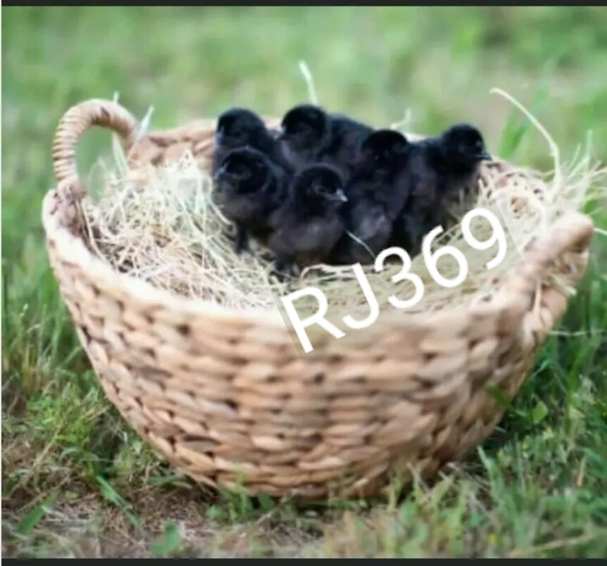 ☆1 Swedish Black Hen Fertile Hatching Egg Rare Back Exotic Unique Beautiful Bird