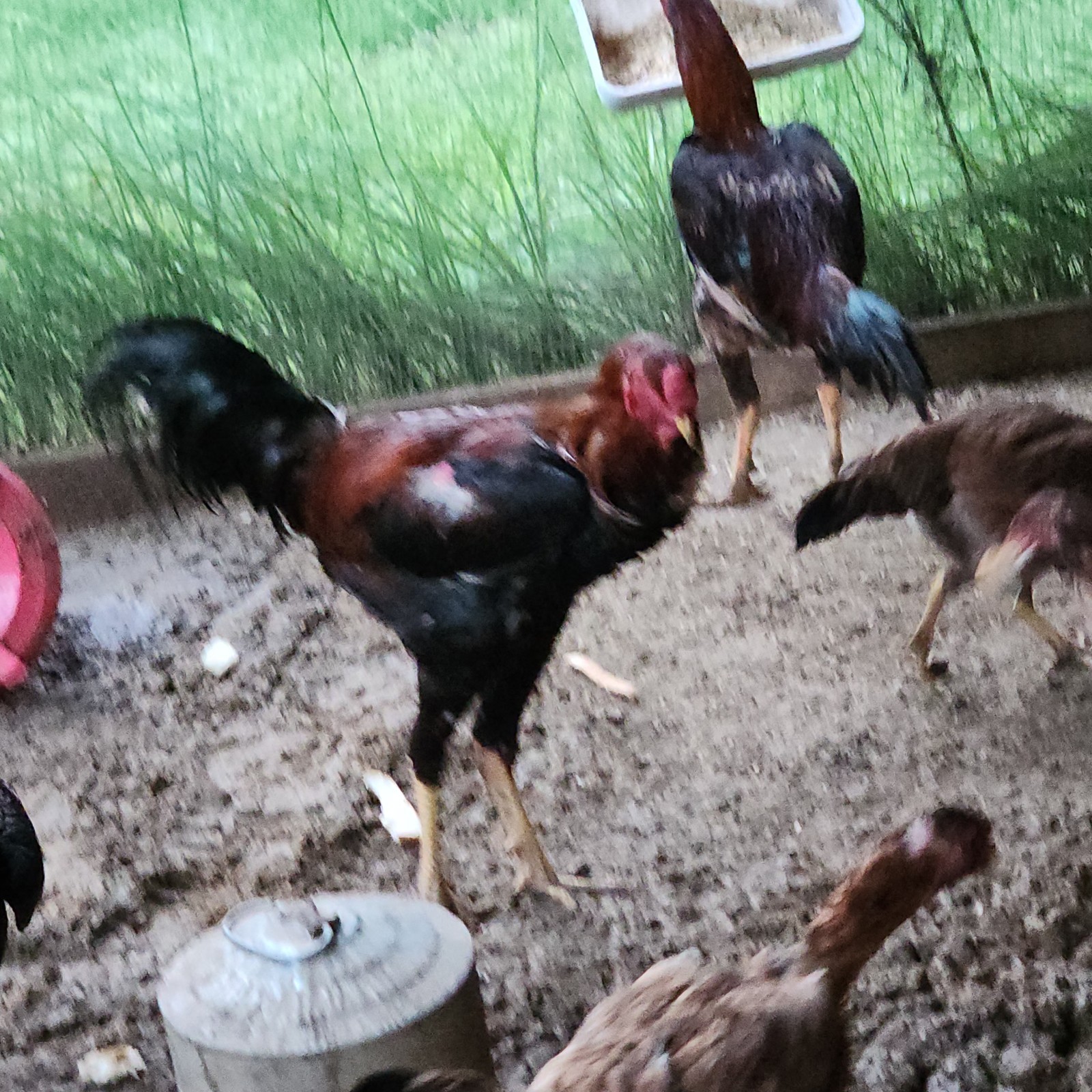 RARE INDIO GIGANTE HATCHING EGGS!!! 6÷ Purebreed BONUS MYSTERY EGGS INCLUDED!