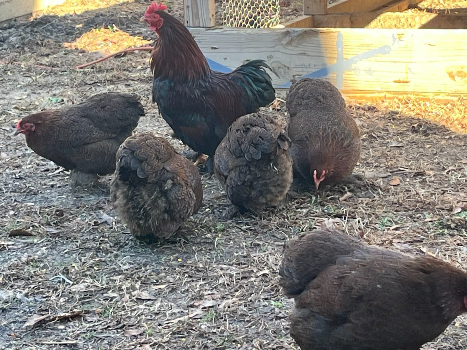 6 + 1 Double Laced Partridge Bantam Cochin Hatching Eggs