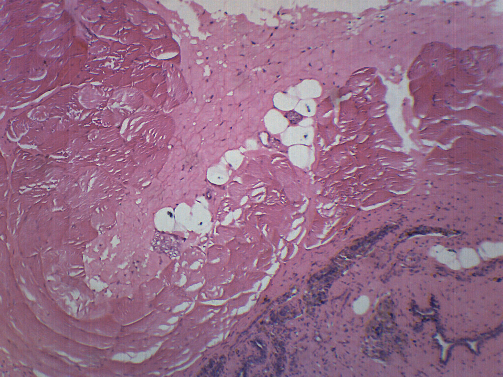 Mammary Gland Section - Prepared Microscope Slide - 75x25mm - Eisco Labs