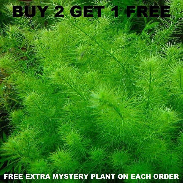 MYRIO FILIGREE BUY 2 GET 1 FREE planted tank aquarium live plant aquascaping