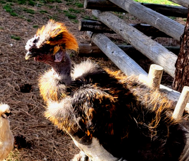 10+ BEAUTIFUL Silkie Hatching Eggs . Show Quality!