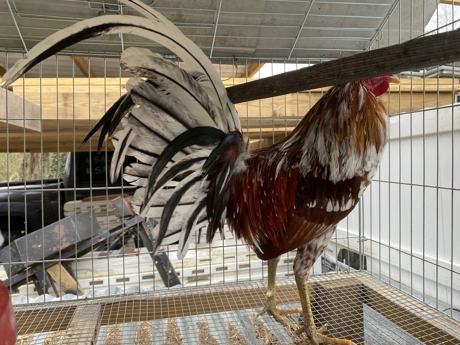 3 Blue/Pyle poultry eggs