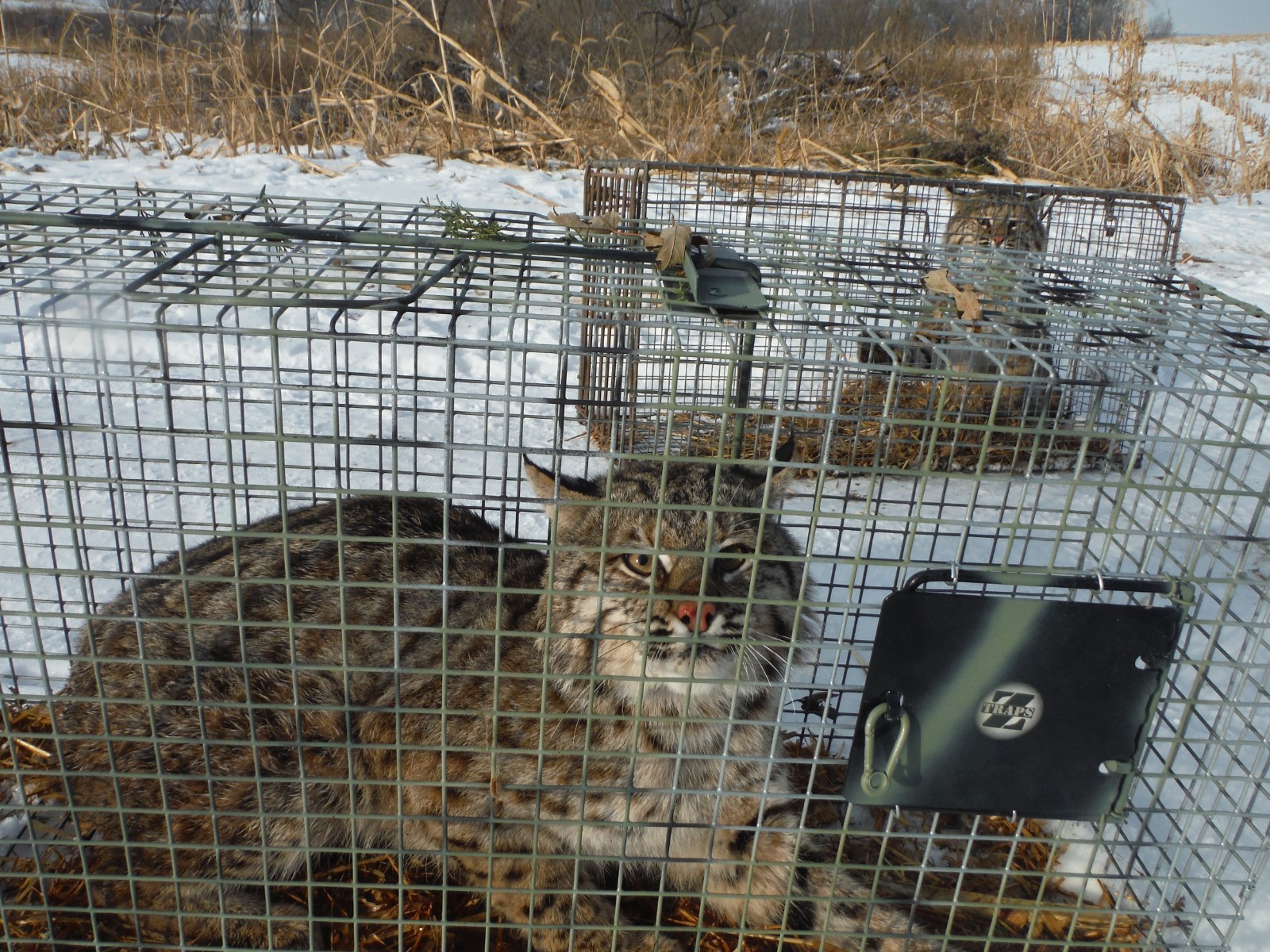LIVE CAGE TRAP GREAT FOR RACCOON-OPOSSUM-BOBCAT-ARMADILLO-FOX. MADE IN USA ZTRAP