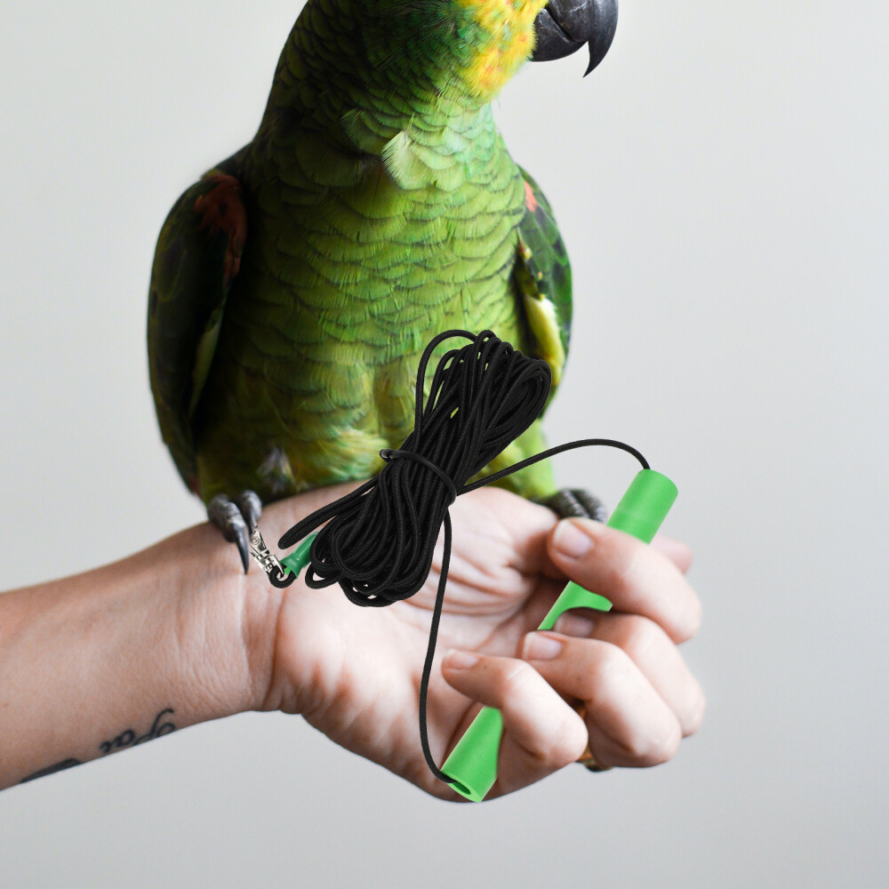 Conure Conure Bird Rope Hamster Leash Training