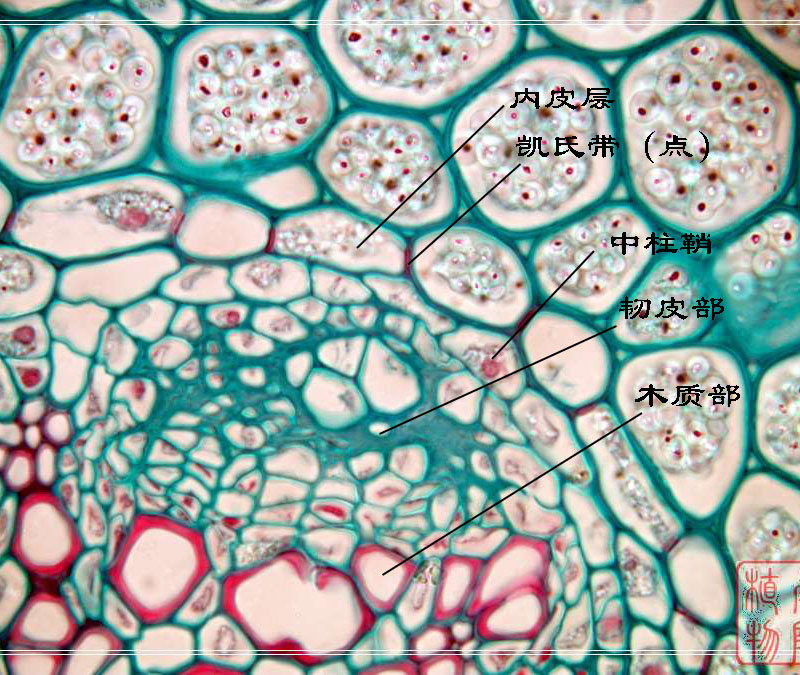 100pc Professional Glass Slice Prepared Microscope Slides Educational Specimen