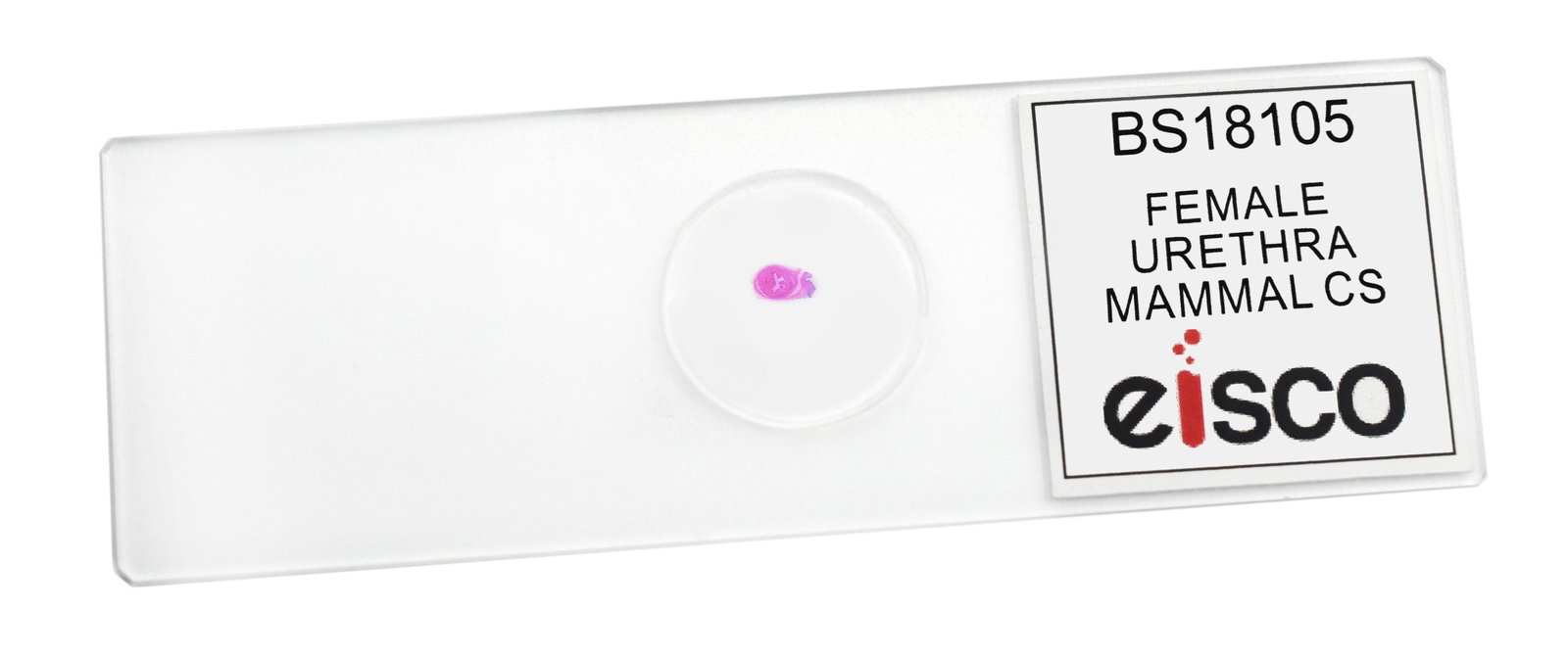 Female Urethra - Prepared Microscope Slide - 75x25mm - Eisco Labs