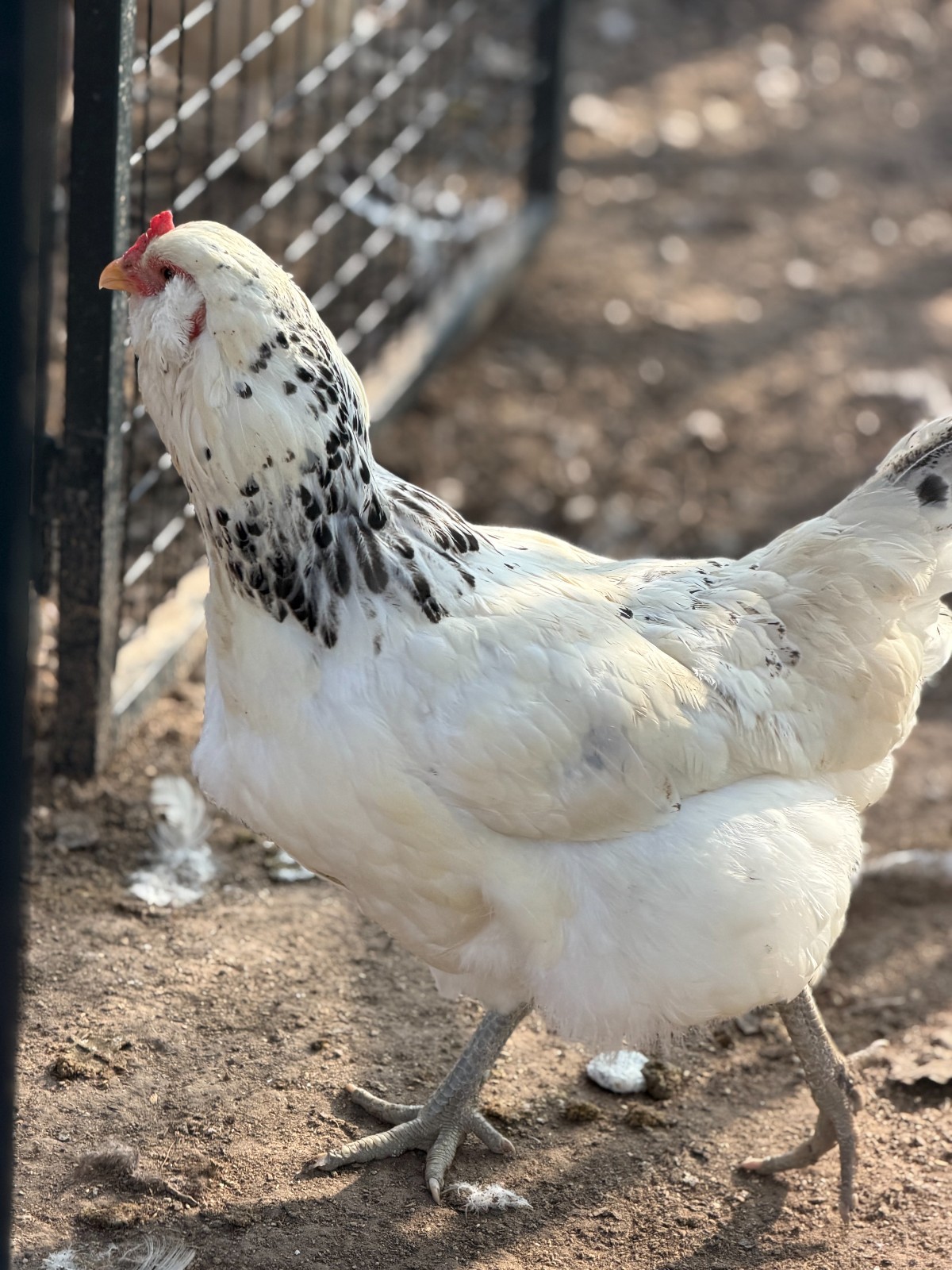 12 (+2 Extra) Easter - Olive Egger RAINBOW Chicken Hatching Eggs Mix Speckled