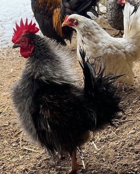 8+ Pure Serama Hatching Eggs, Micro, A & B Types | Malaysian/Traditional/Frizzle