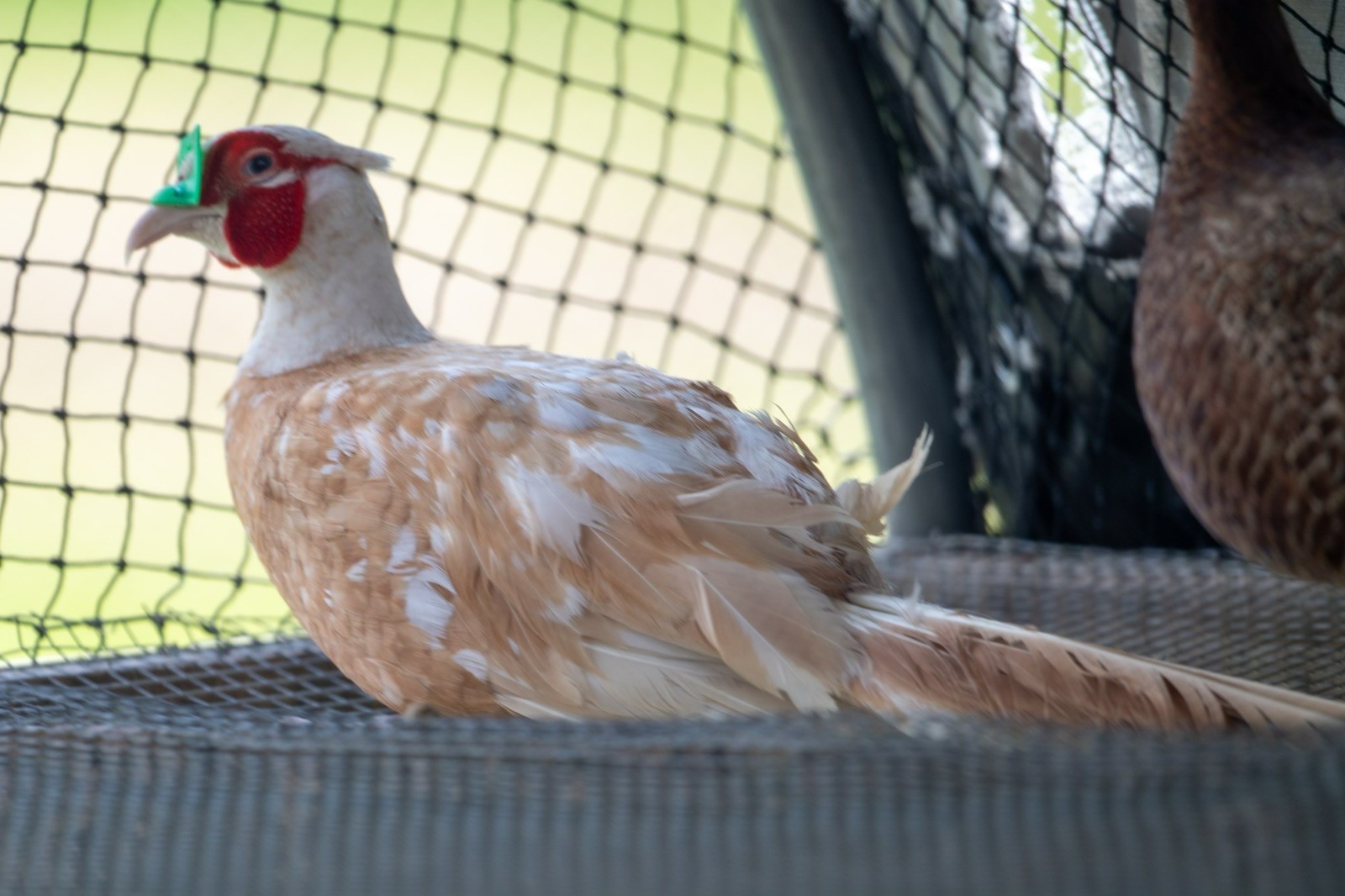 6+ Buff Ringneck Pheasant Hatching Eggs