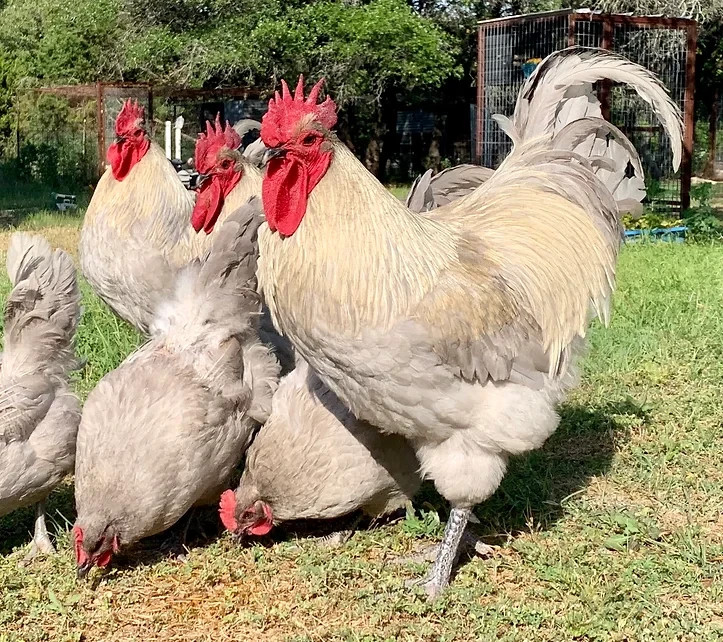 6+ Fertile Opal Legbar hatching eggs Rare Breed
