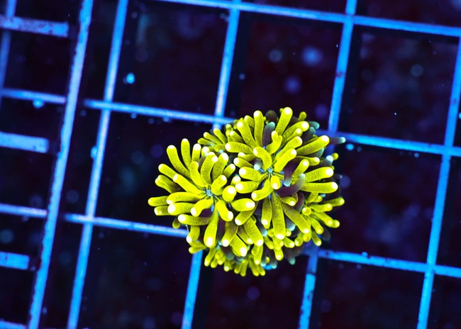 Golden Galaxea Coral - SAQ Coral Farm