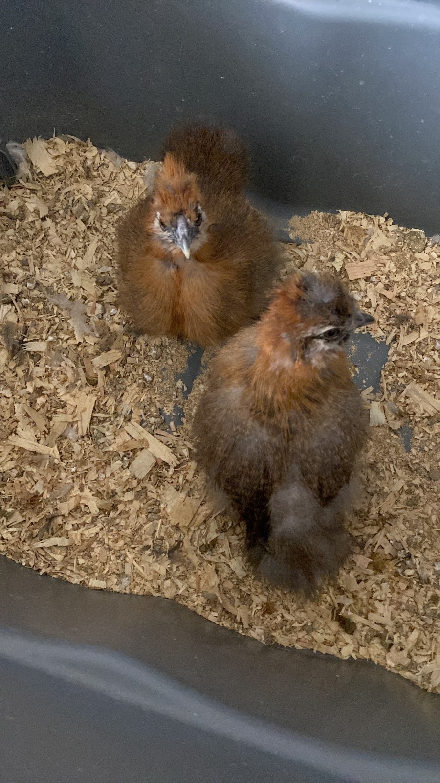 3 Silkie, Satin, Frizzle Hatching Eggs