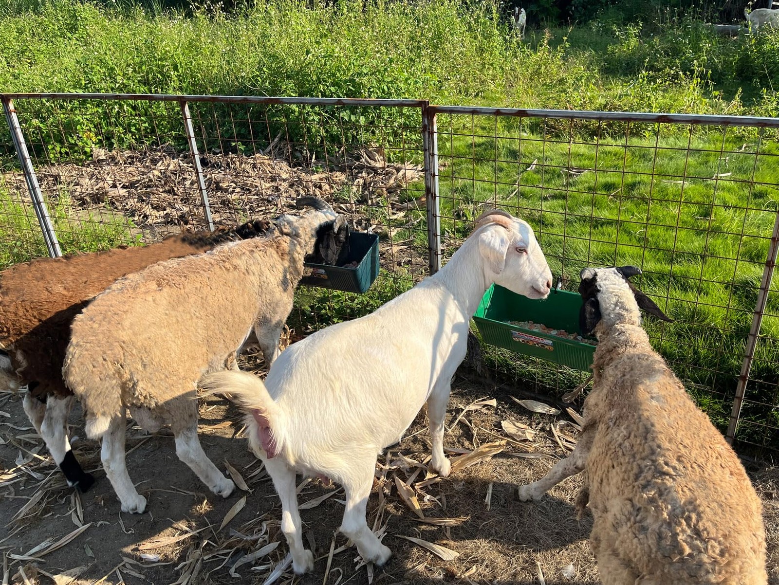 Large Feed Trough and Goat Feeder - 2 Pack Hanging Feeder with Clips, Waterer...