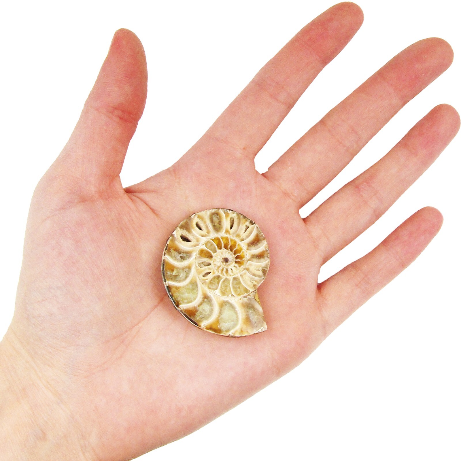 Ammonite MEDIUM extinct shelled cephalopod fossil specimen Madagascar