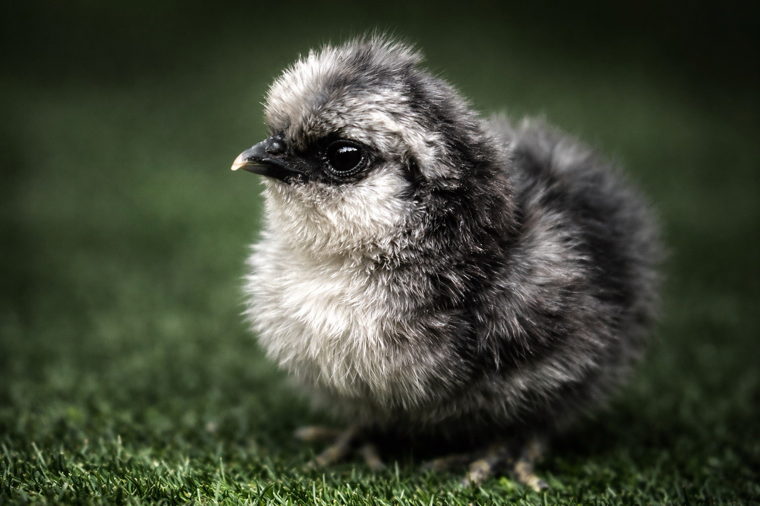 6+ Silkie Hatching Eggs - Fertile- NPIP