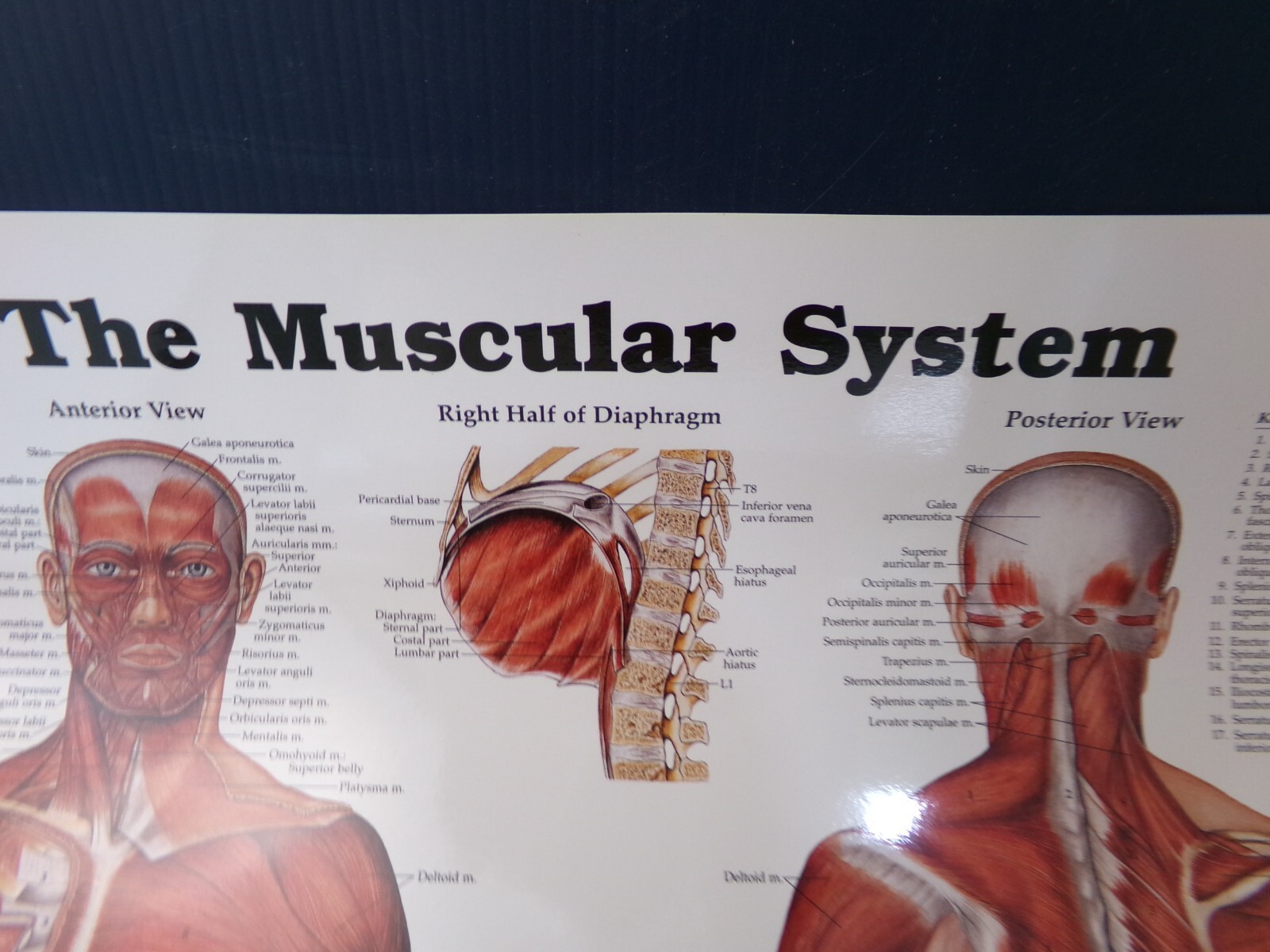 THE MUSCULAR SYSTEM MEDICAL CHART, 26X20 LAMINATED, by ANATOMICAL CHART CO.