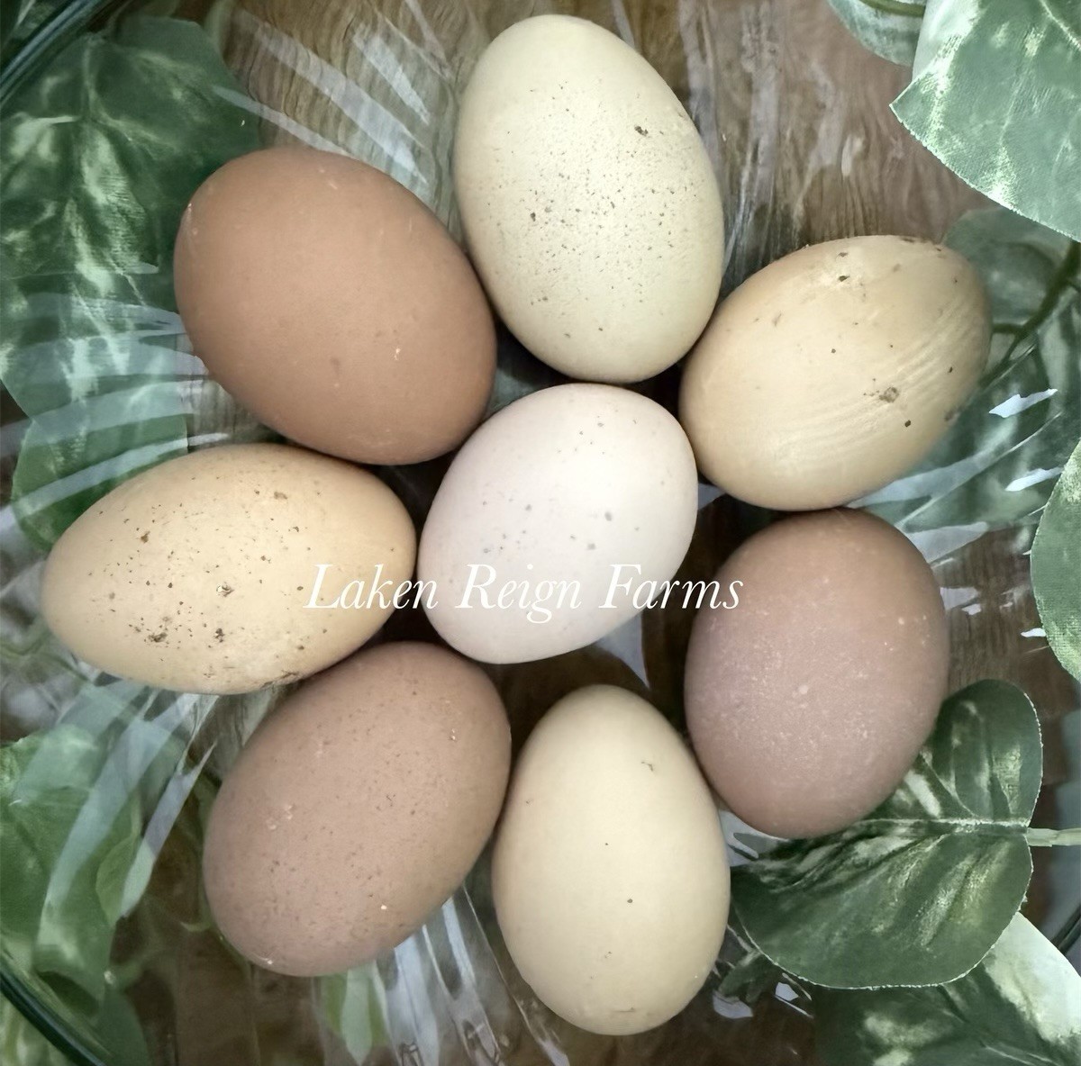 12 Rainbow Hatching Eggs Blooms, Speckles, NPIP/AI