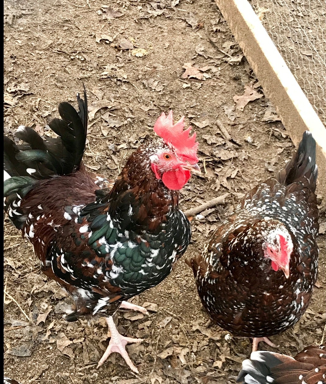 8 Speckled Sussex Hatching Eggs