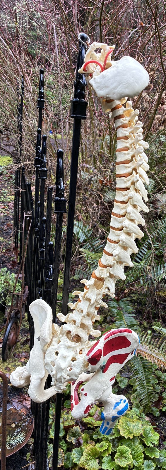 mcm 1960's vintage medical school university 36" scoliosis SPINE model~Halloween