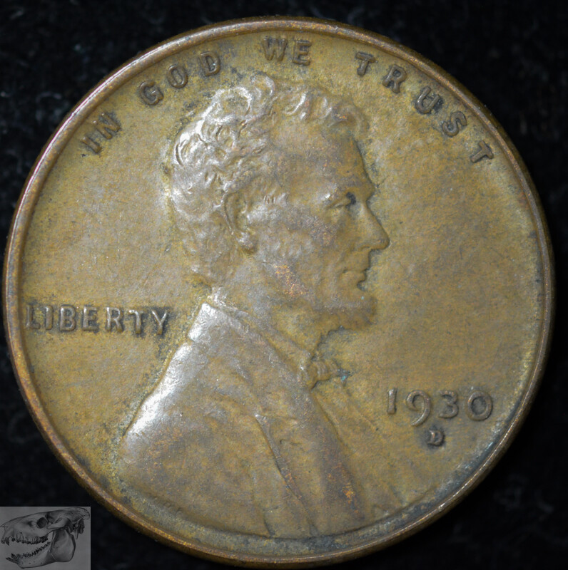 1930 D Lincoln Wheat Cent, Penny, Almost Uncirculated, Free Shipping, C5374