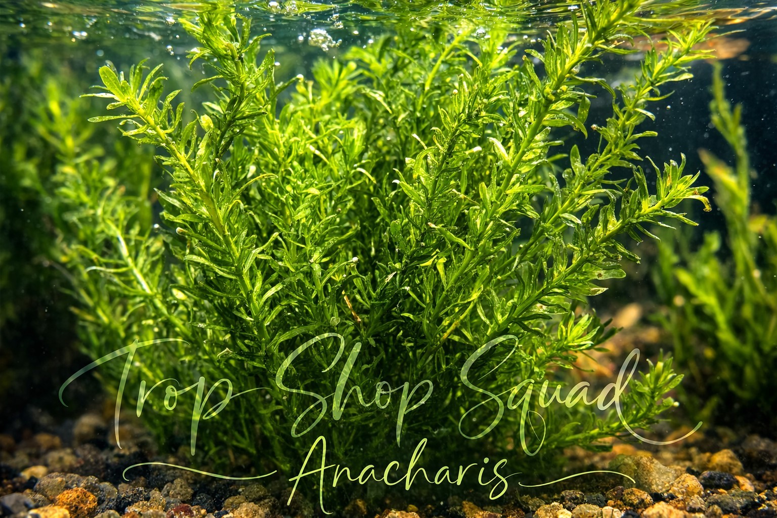 1 Gallon Bag Anacharis Elodea Densa Live Aquarium Pond Plant BUY 2 GET 1 FREE
