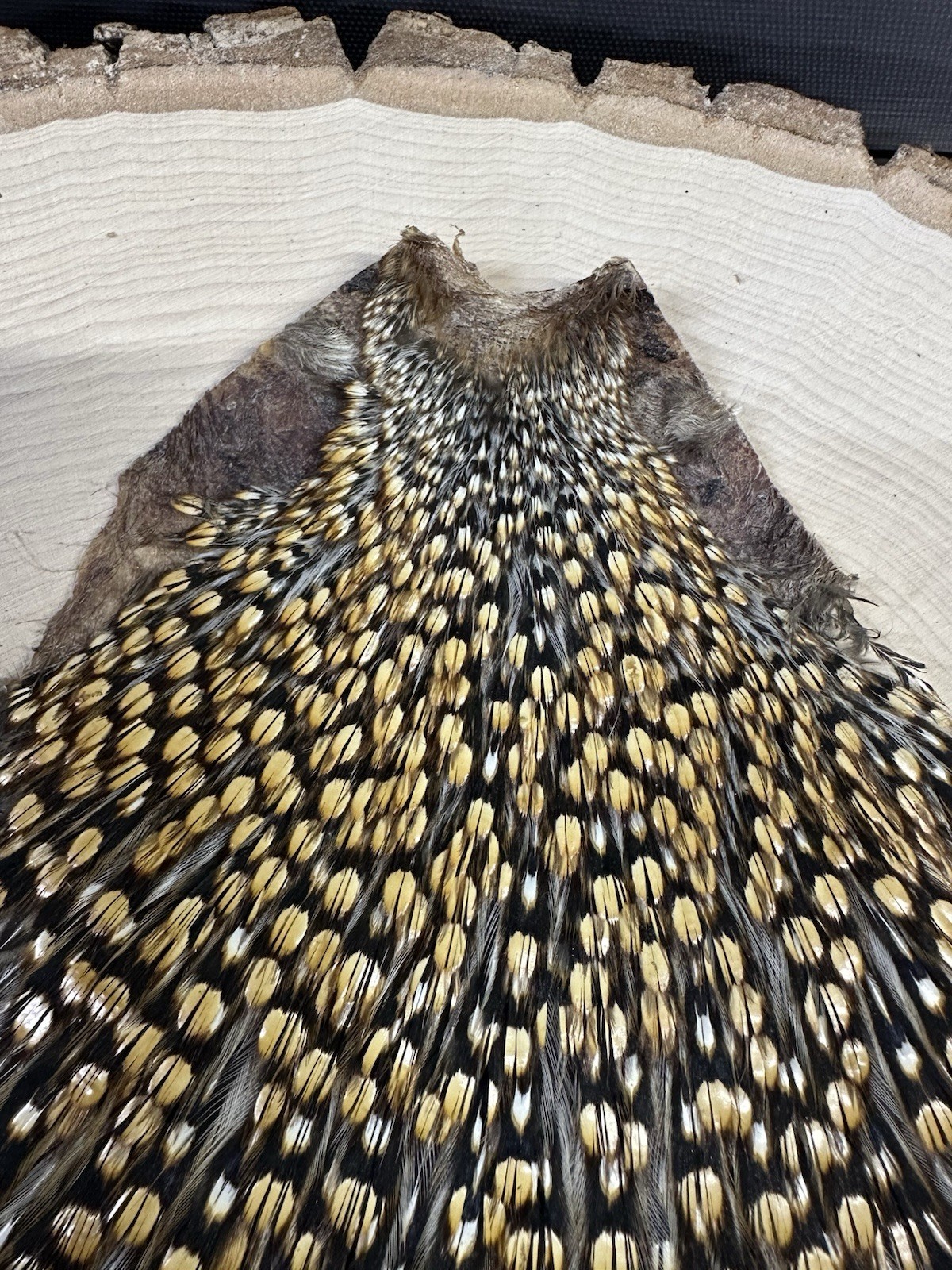 Jungle Cock Cape