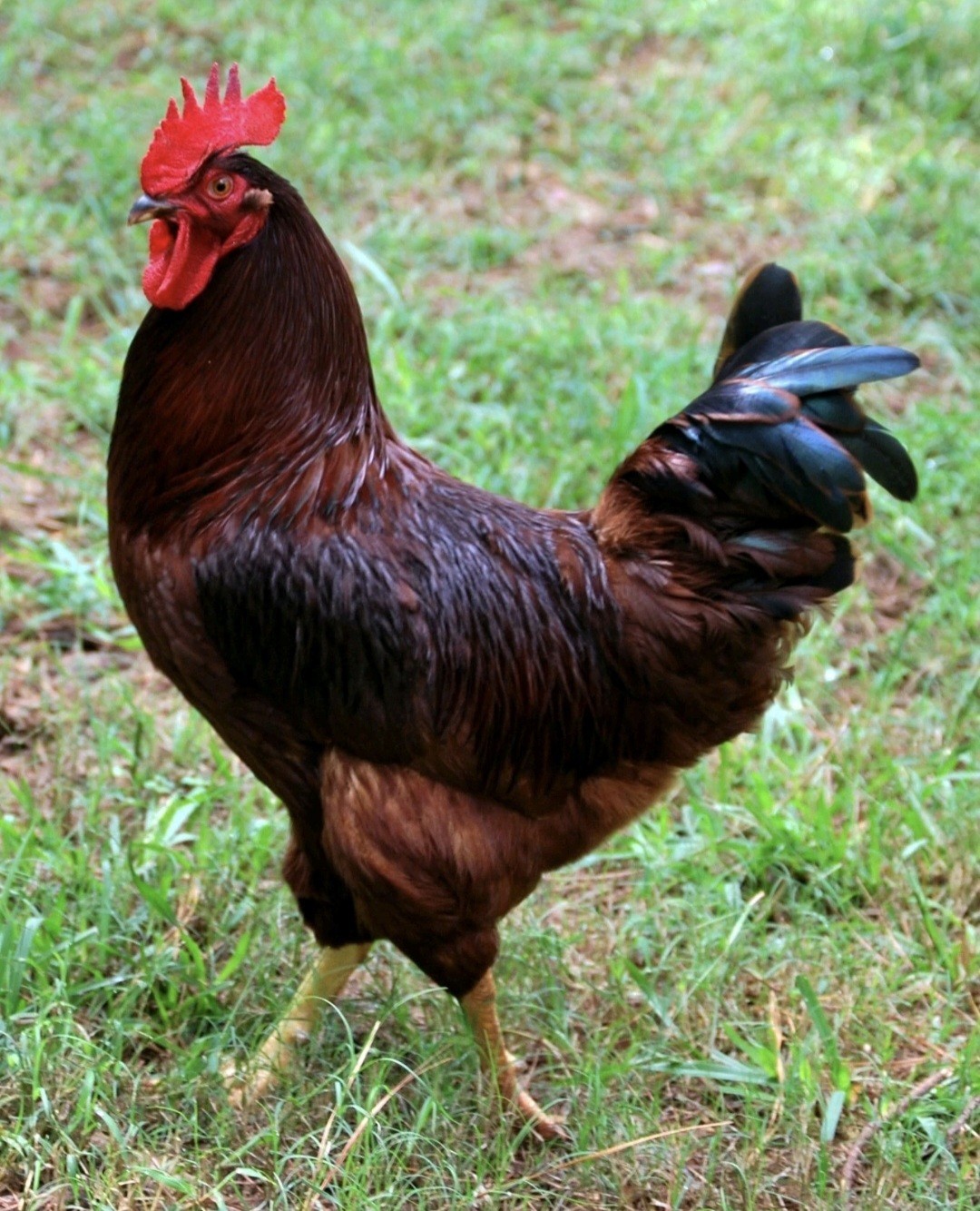 24 Pack Red,White & Barred!!! Hatching Eggs NPIP/AI Clean Free Shipping