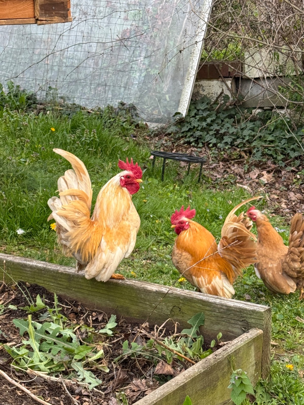 10 + small Serama Chicken Hatching Eggs