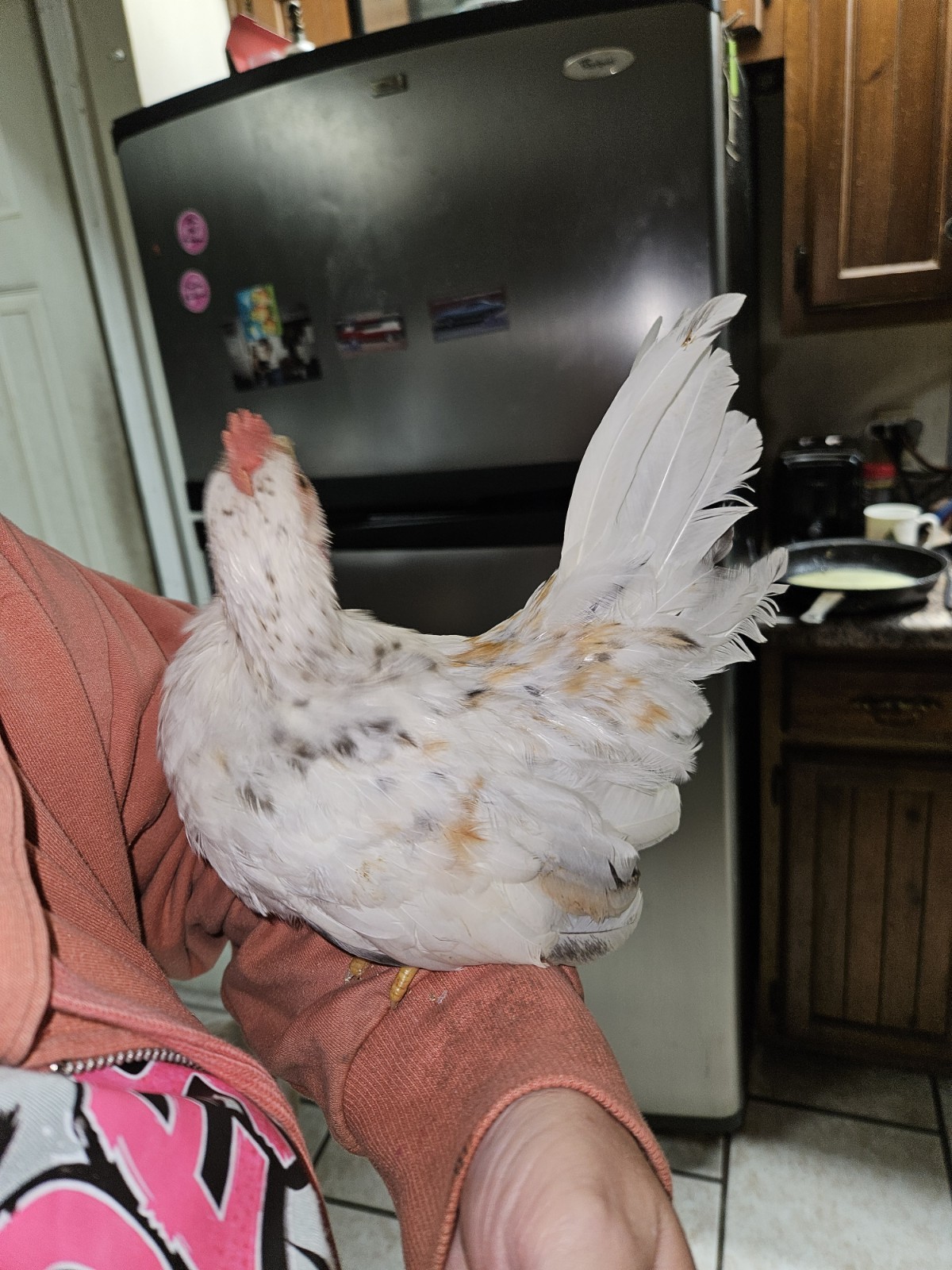 6+Mottled Serama Hatching Eggs