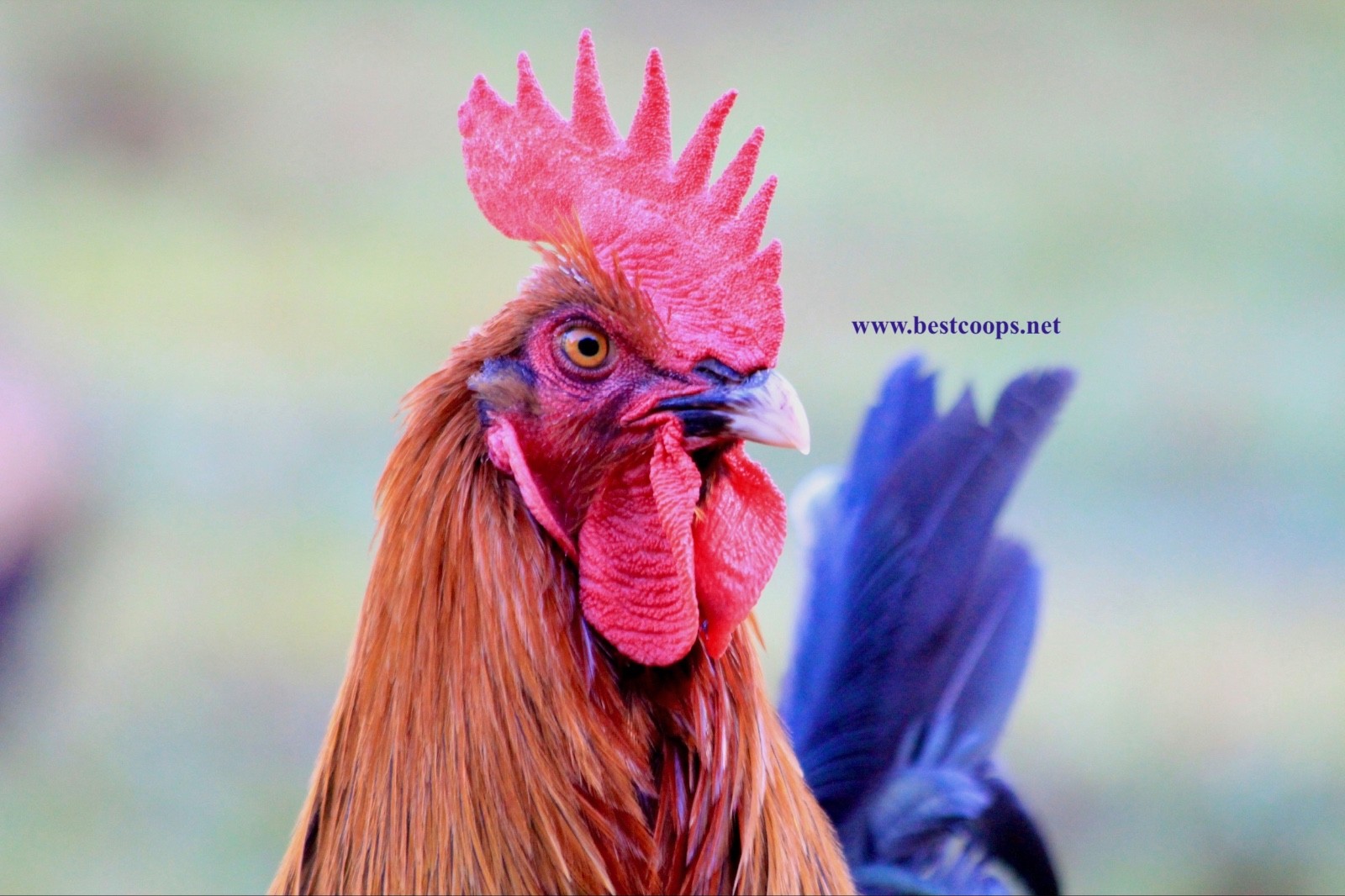 6+ Fertile Black Copper Marans Chicken Hatching Eggs