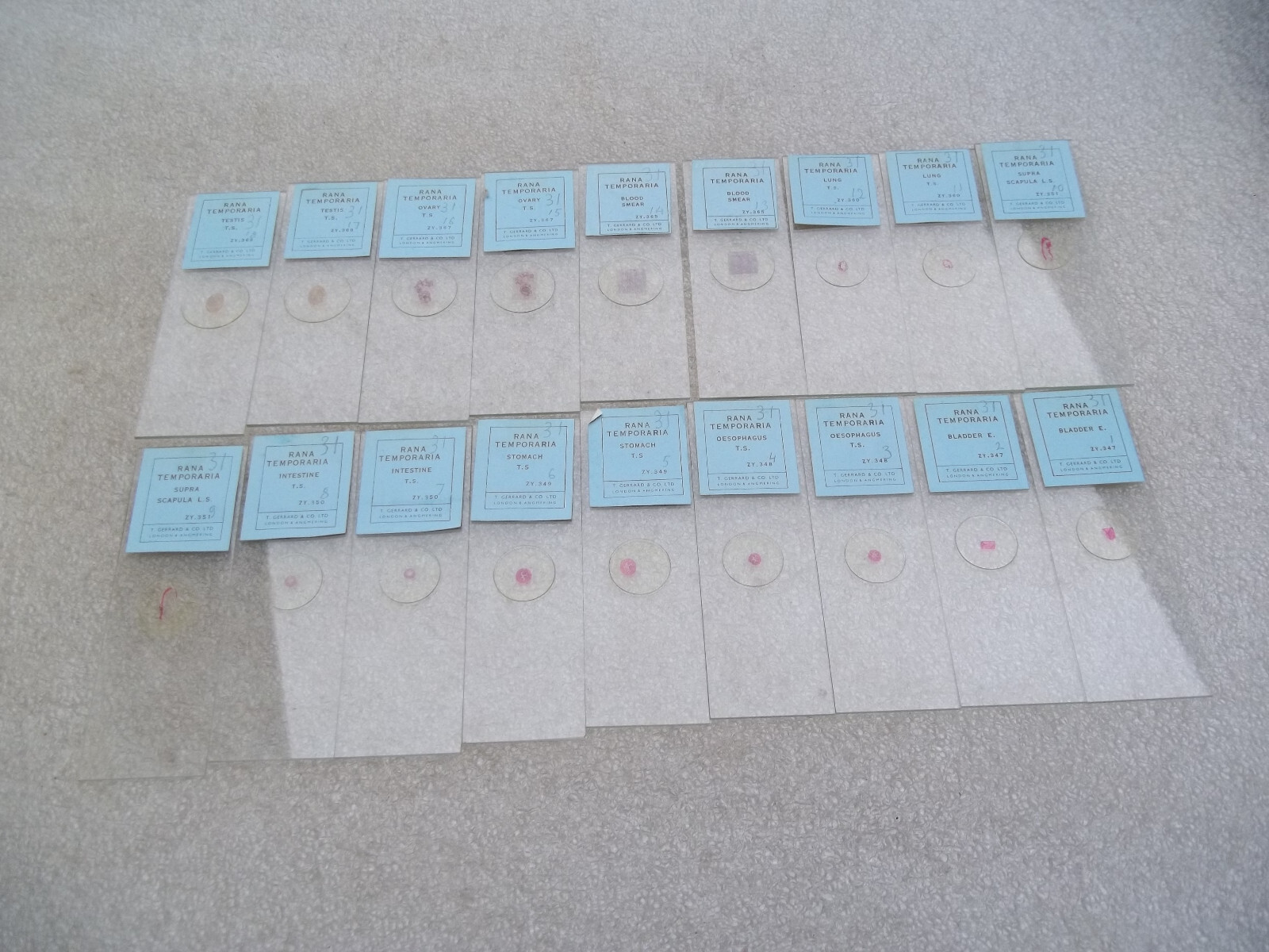 Vintage Glass Microscope Slides -