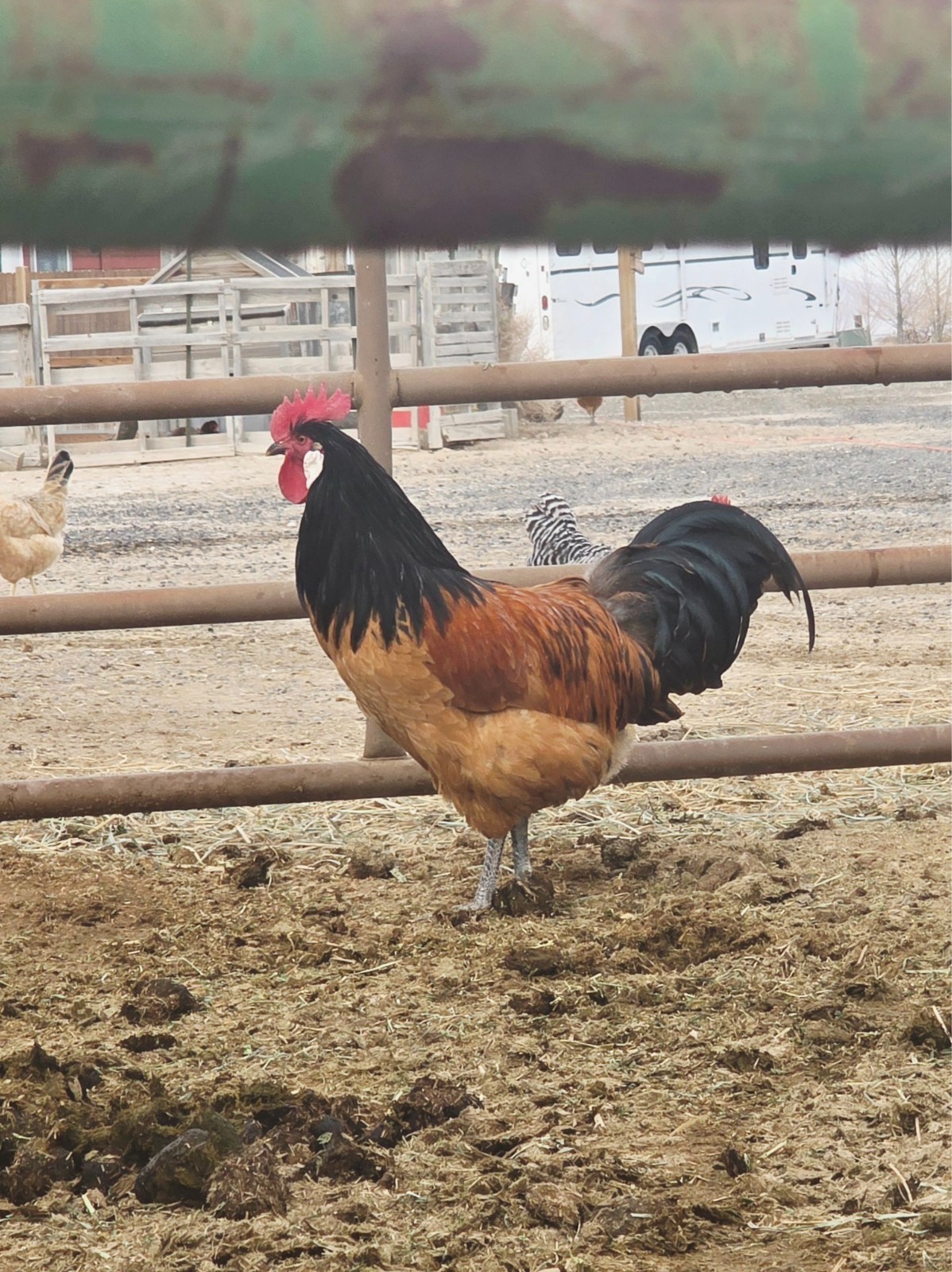 10+ Vorwerk hatching eggs.  RARE