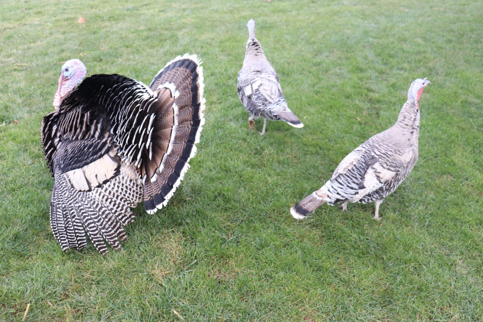 12 Narragansett Turkey Hatching Eggs Laying Now