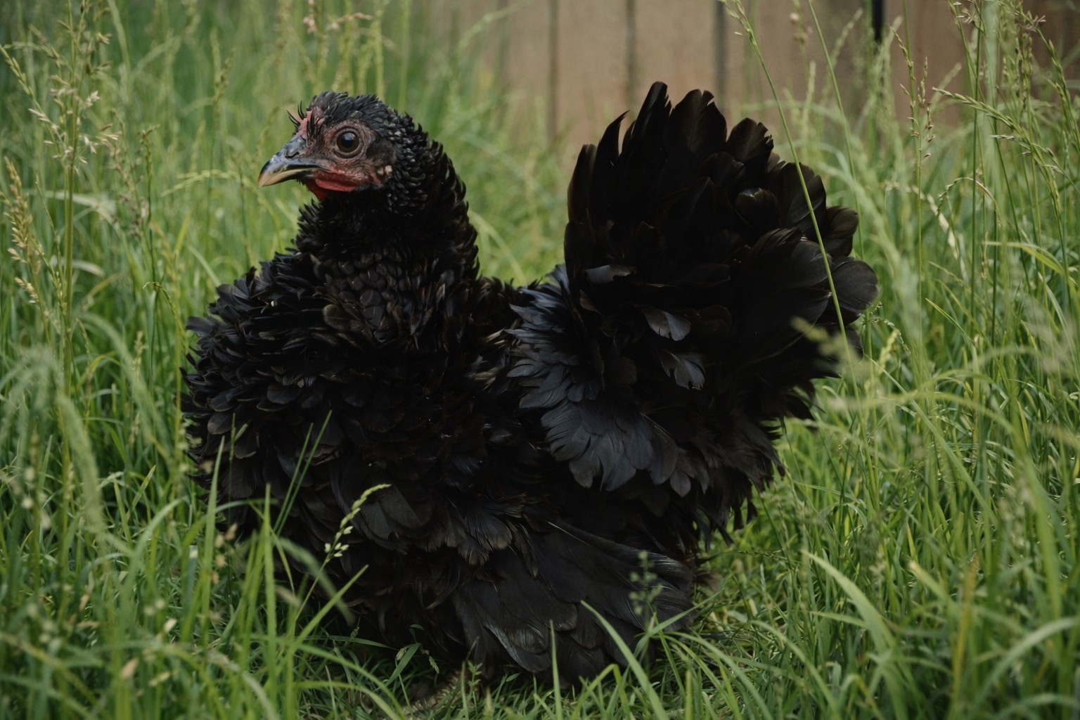 Special Order For ***marbre_5386*** ONLY Pure Serama Hatching Eggs 5 Plus Extra