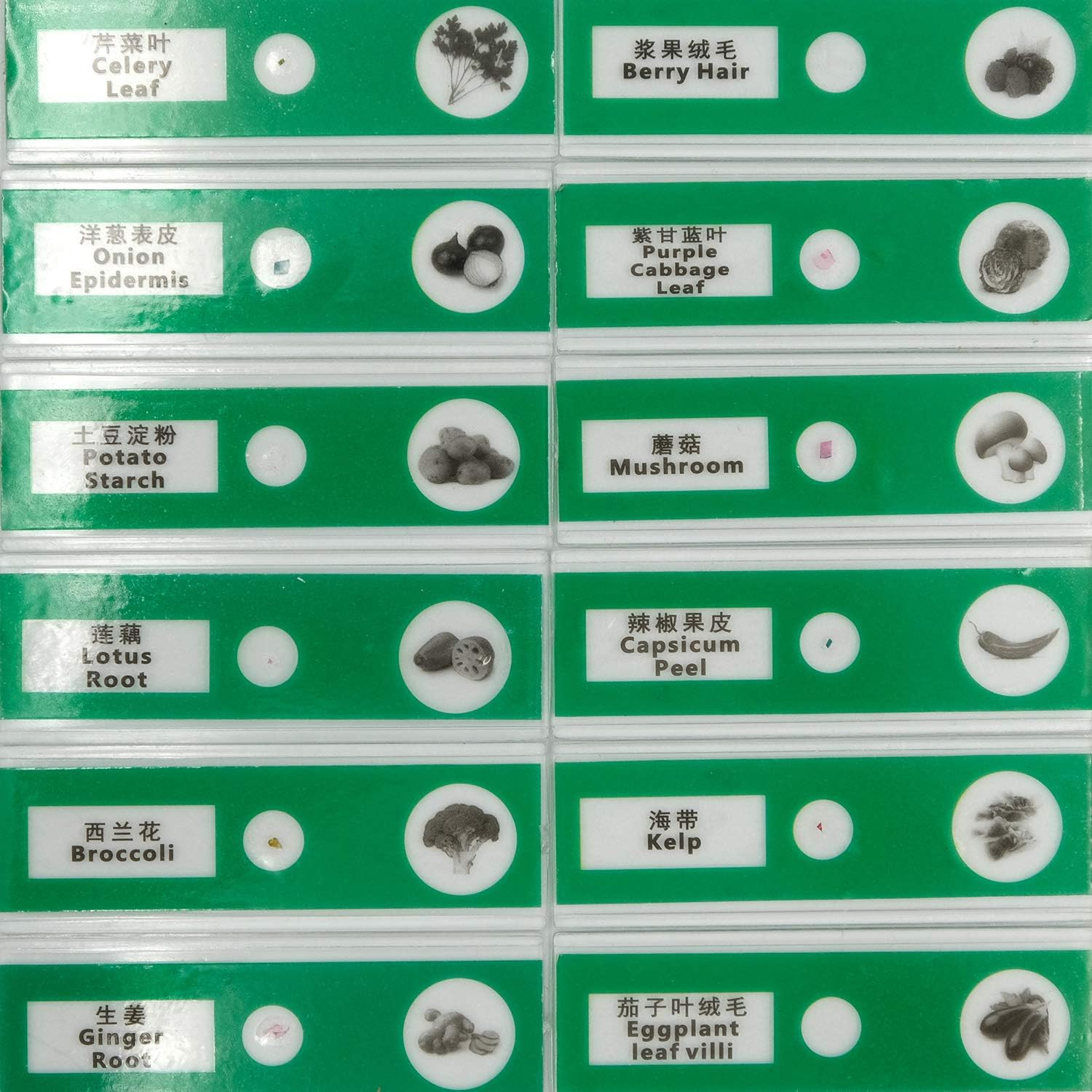 48pcs Prepared Plastic Microscope Slides Biological Specimen with 4 Boxes for St