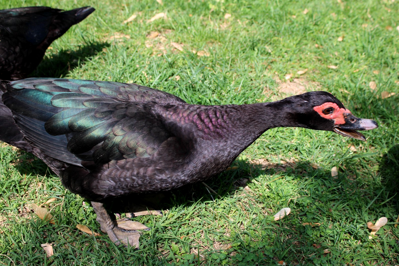 Exhibition Quality Muscovy Hatching Eggs 96% solid BLACK ducks only 12 eggs