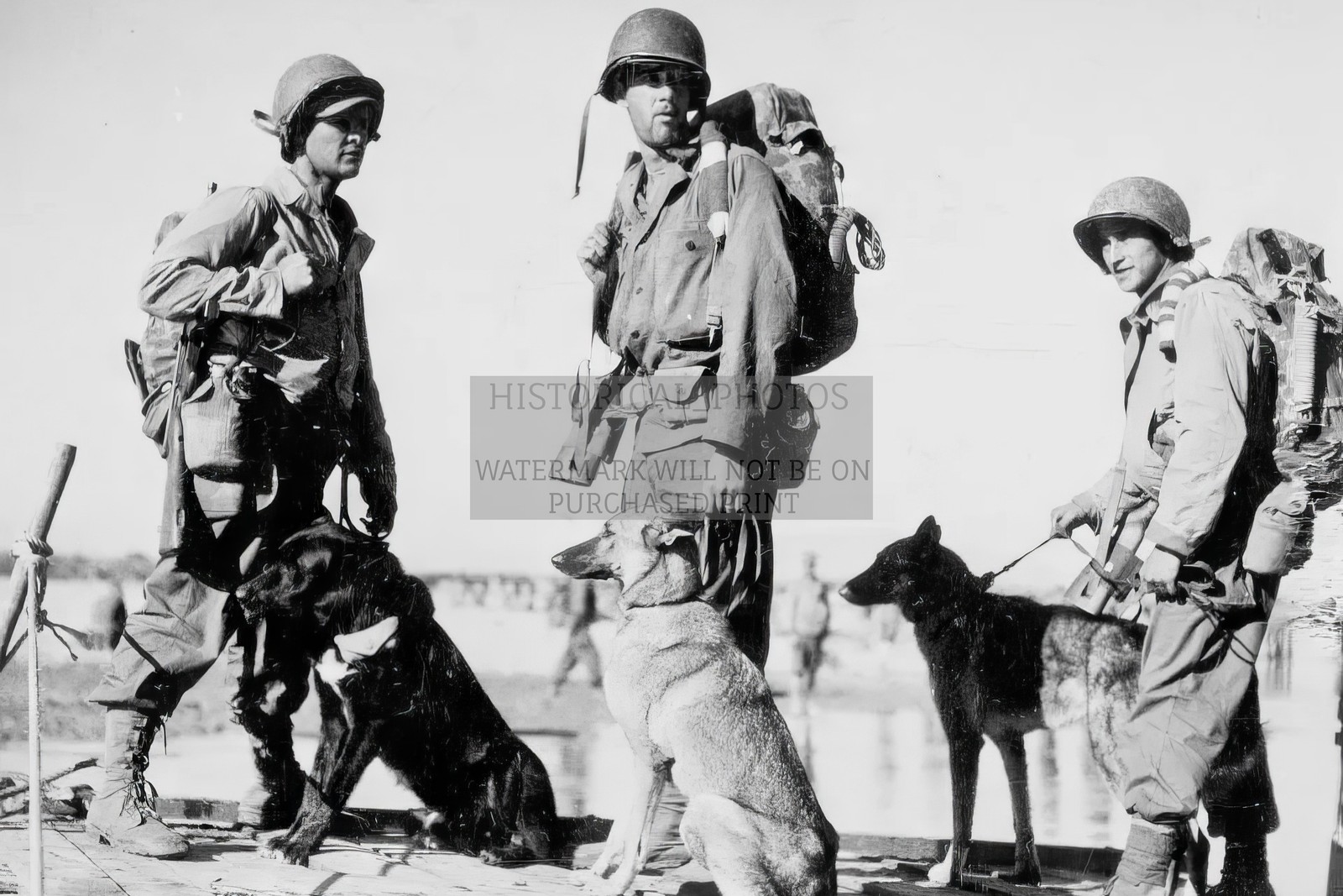 U.S. SOLDIERS WITH THEIR WAR DOGS IN THE PACIFIC THEATRE WW2 WWII 4X6 POSTCARD