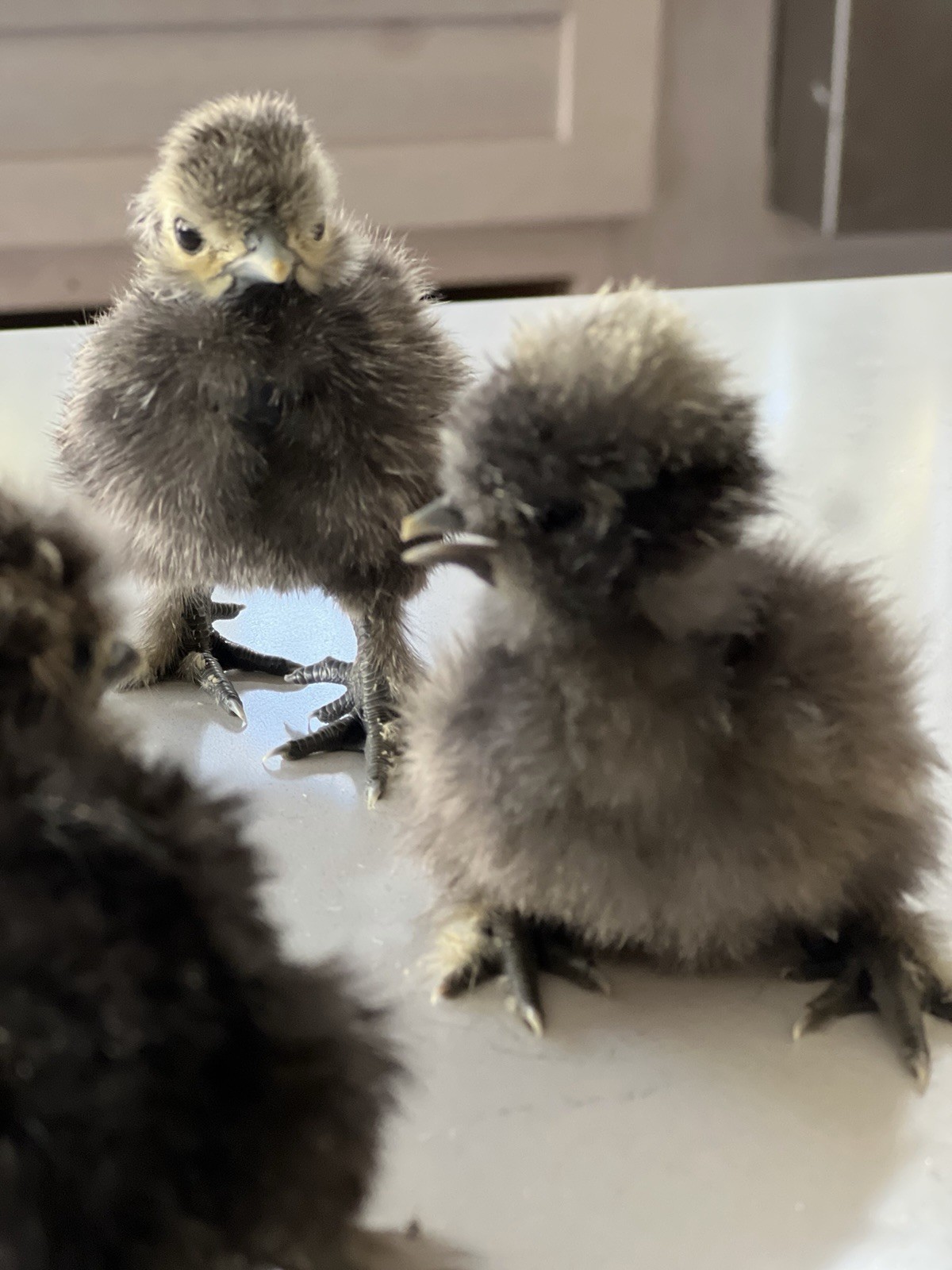 Gray Silkie Chicken Hatching Eggs