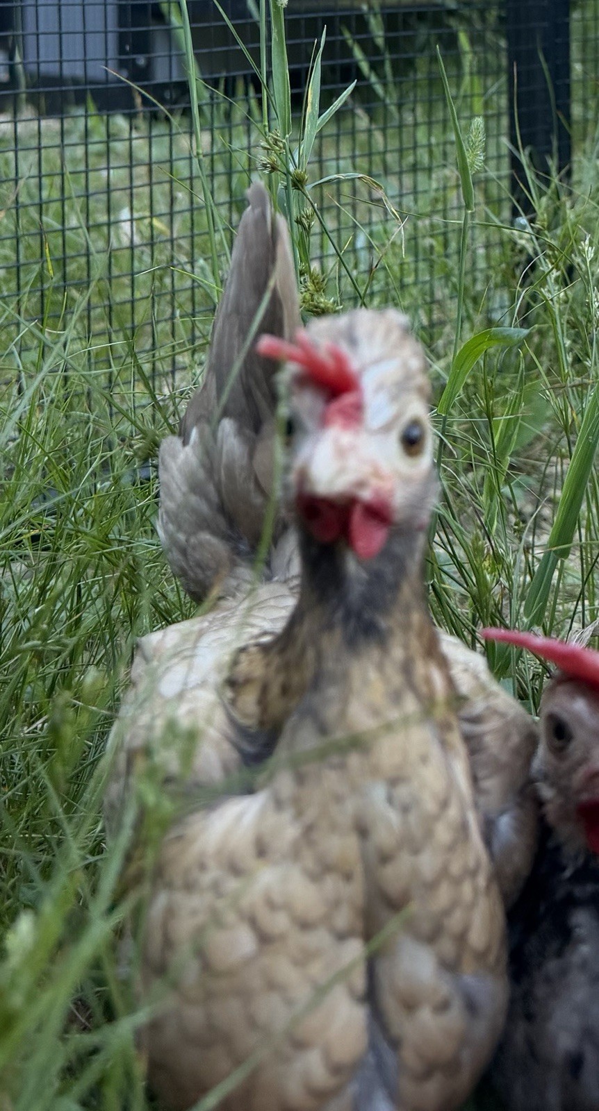 6 Kikiriki Hatching Eggs 🐣 Tiny Chickens From Puerto Rico