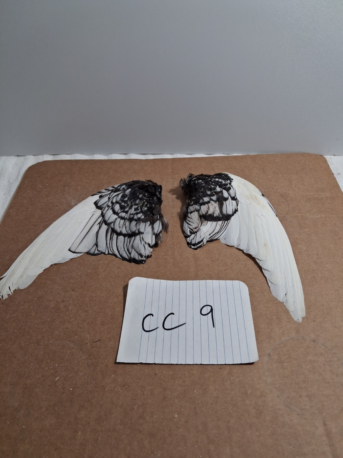 Pair Pigeon Wing Feathers Fly Tying Crafts Taxidermy Natural Causes CC9