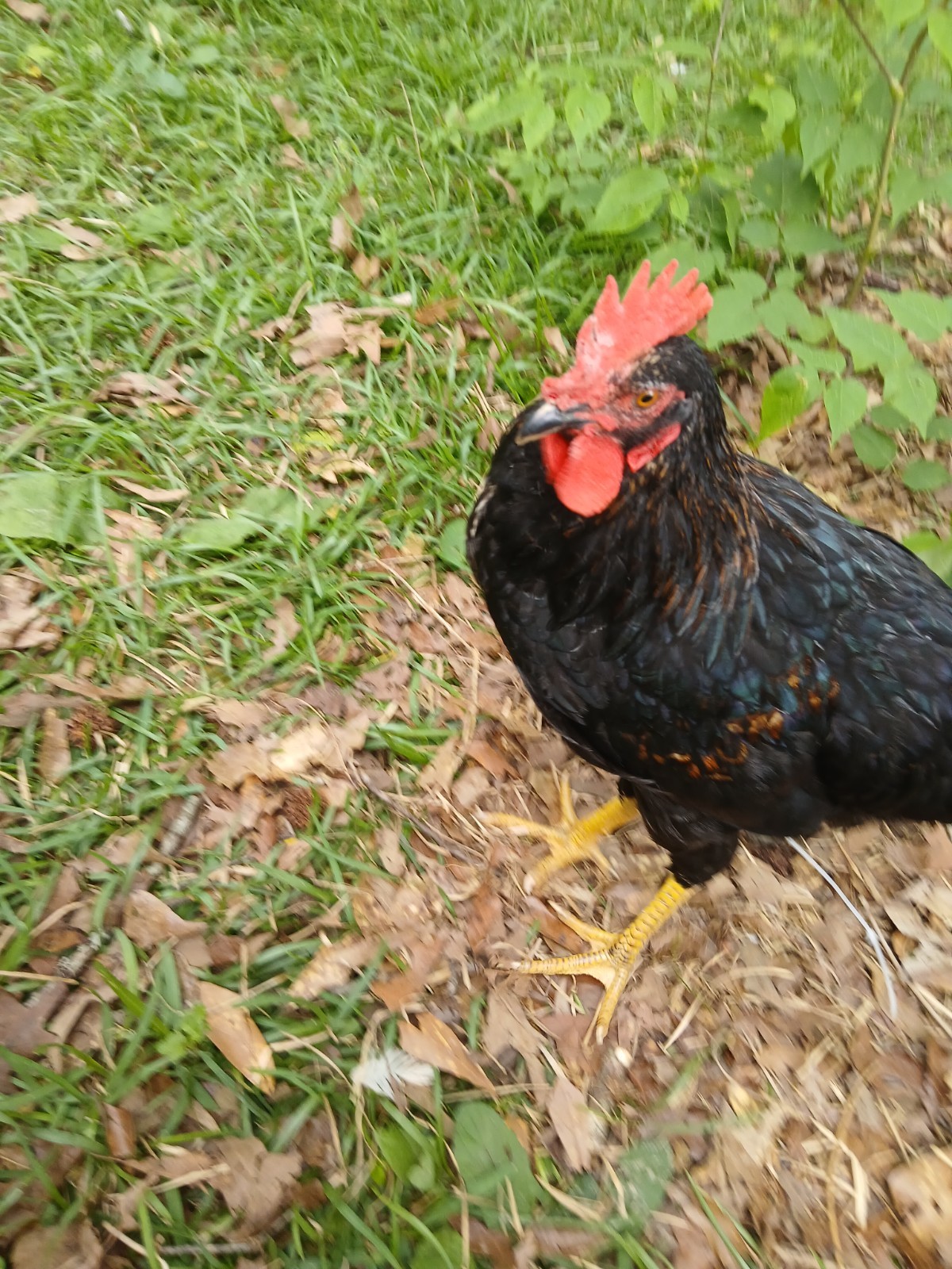 F1 North American Pita Pinta hatching eggs.