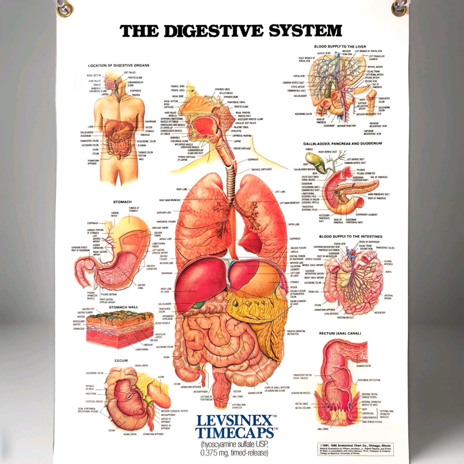 Vintage 2- Sided Digestive System Medical Anatomy Chart Laminated Levsin