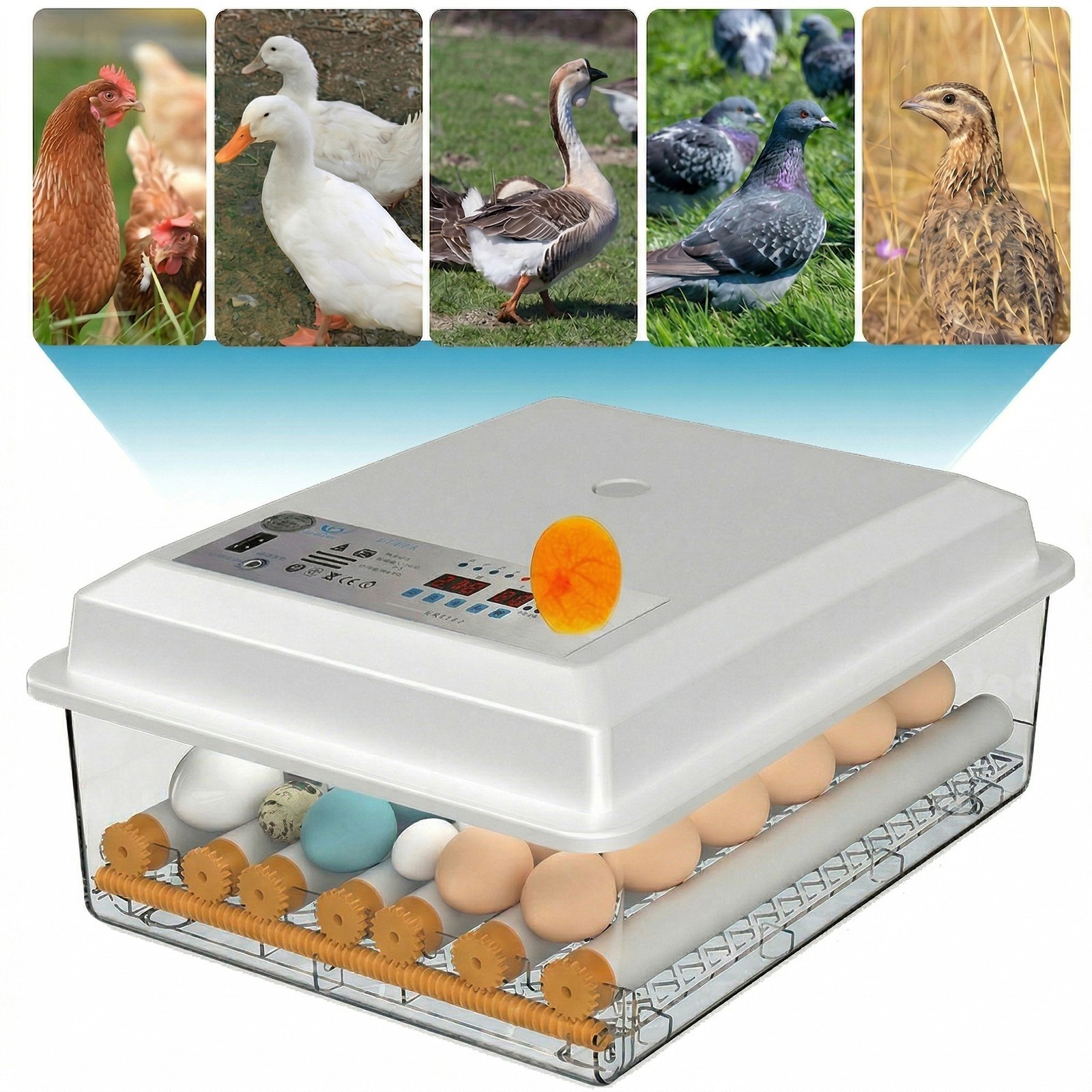 36 Eggs Incubator Digital Hatcher Temperature Control Fully Automatic Turning US