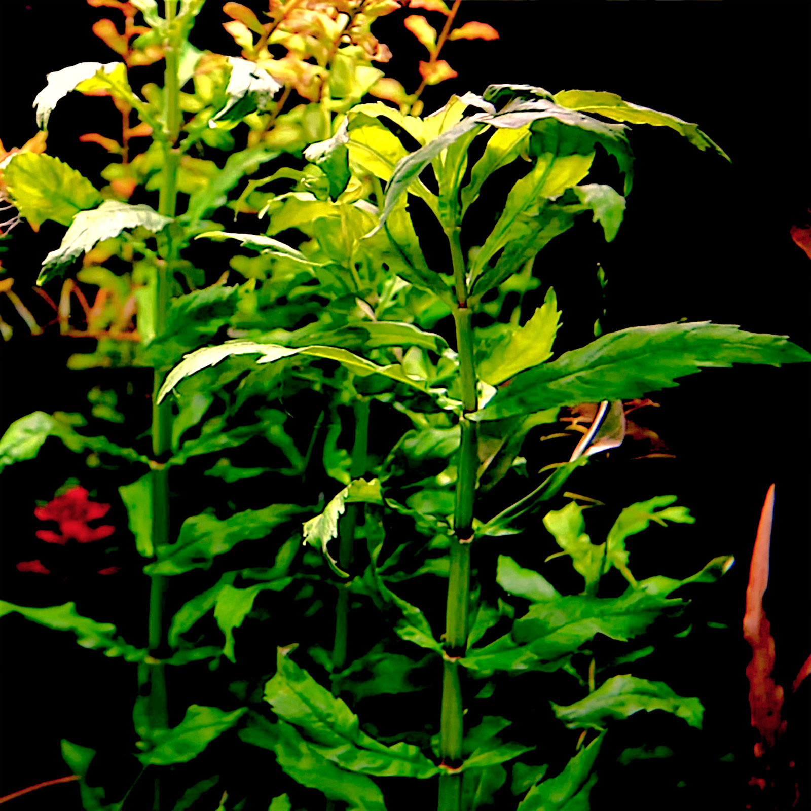 Pogostemon Sampsonii