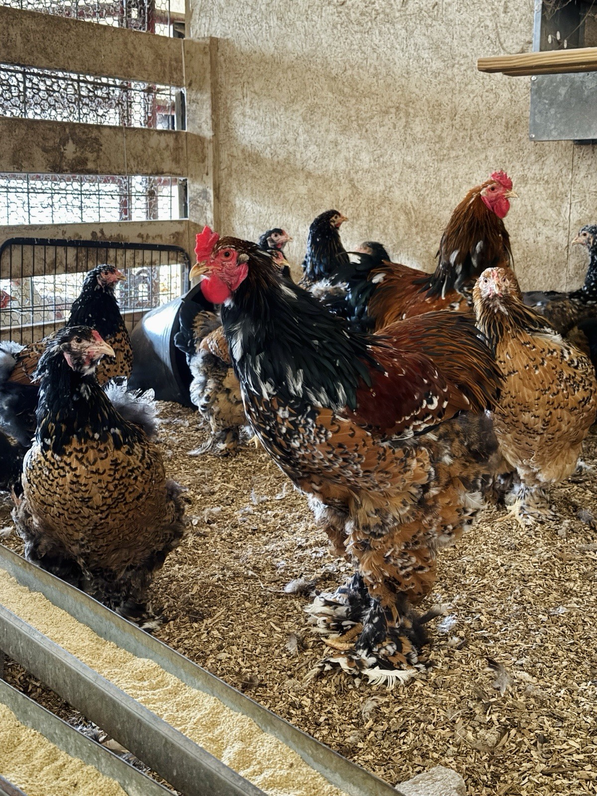 12++ Porcelain Brahma Hatching Eggs